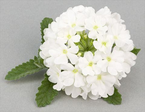 Photo de variété de fleurs à utiliser comme: Pot, patio, Suspension Verbena peruviana Primavera White