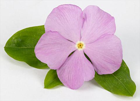Photo de variété de fleurs à utiliser comme: Pot et Plante à massif Catharanthus roseus - Vinca Sunvinca Lavender