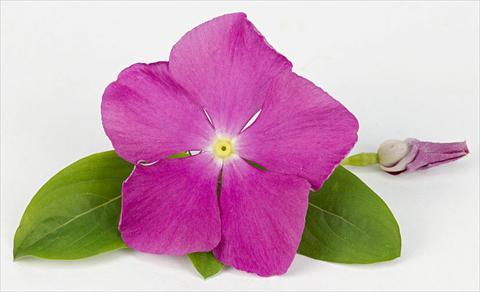 Photo de variété de fleurs à utiliser comme: Pot et Plante à massif Catharanthus roseus - Vinca Sunvinca Reddish Purple