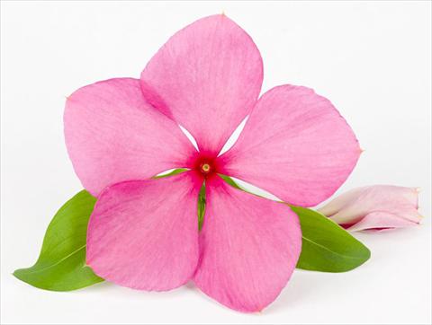 Photo de variété de fleurs à utiliser comme: Pot et Plante à massif Catharanthus roseus - Vinca Sunvinca Rose