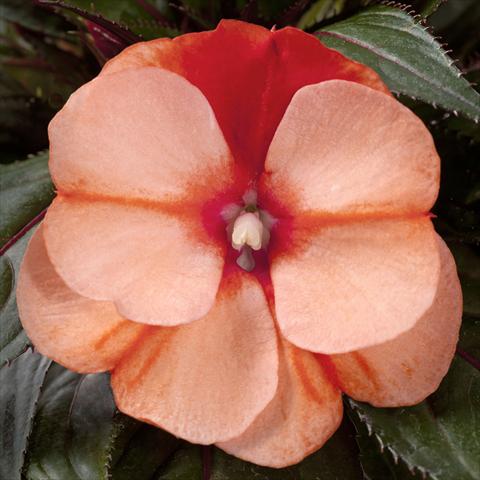 Photo de variété de fleurs à utiliser comme: Pot, Plante à massif, patio, Suspension Impatiens N. Guinea pac® Impacio Orange Star