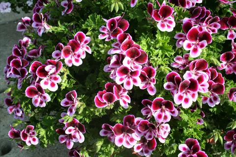 Photo de variété de fleurs à utiliser comme: Pot et Plante à massif Pelargonium crispum pac® Angels Perfume