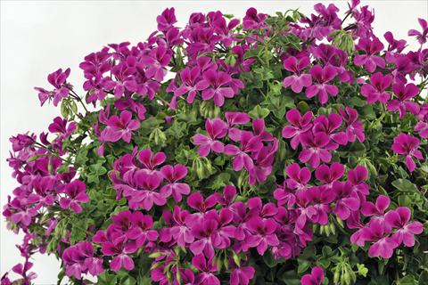 Photo de variété de fleurs à utiliser comme: Pot, patio, Suspension Pelargonium peltatum pac® Happy Face Magenta