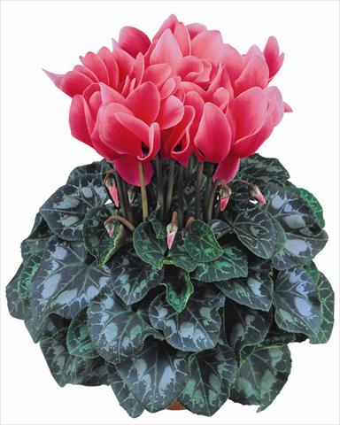 Photo de variété de fleurs à utiliser comme: Pot et Plante à massif Cyclamen persicum Latinia® Salmone