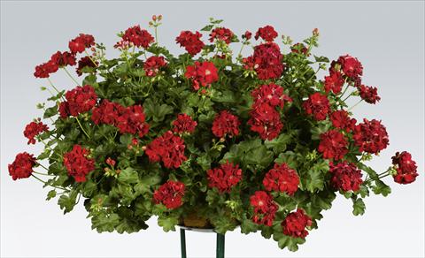 Photo de variété de fleurs à utiliser comme: Pot, patio, Suspension Pelargonium peltatum pac® Kate