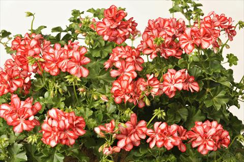 Photo de variété de fleurs à utiliser comme: Pot, patio, Suspension Pelargonium peltatum pac® Mexica Ruby