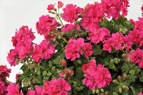 Photo de variété de fleurs à utiliser comme: Pot, patio, Suspension Pelargonium peltatum pac® Rocky