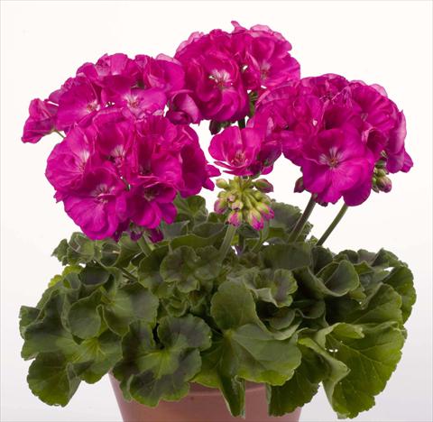 Photo de variété de fleurs à utiliser comme: Pot, Plante à massif, patio Pelargonium zonale pac® Alice