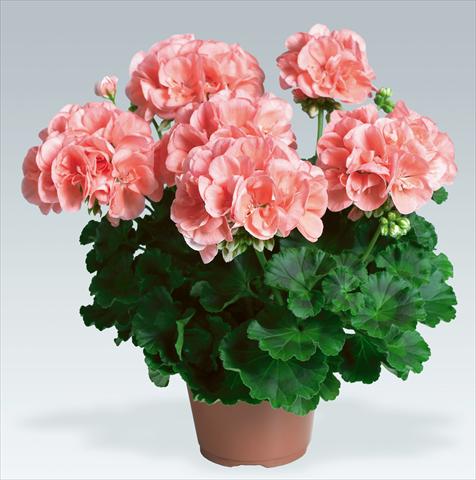 Photo de variété de fleurs à utiliser comme: Pot, Plante à massif, patio Pelargonium zonale pac® Calais
