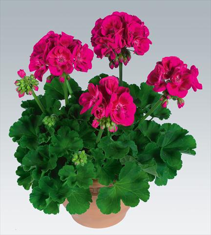 Photo de variété de fleurs à utiliser comme: Pot, Plante à massif, patio Pelargonium zonale pac® Flower Fairy Berry