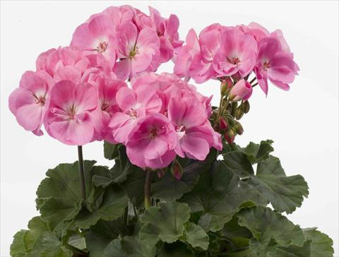 Photo de variété de fleurs à utiliser comme: Pot, Plante à massif, patio Pelargonium zonale pac® Rosita
