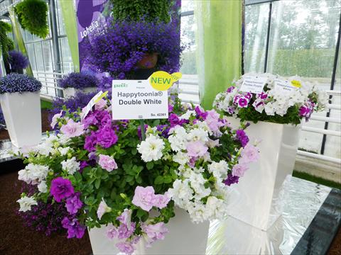 Photo de variété de fleurs à utiliser comme: Pot, Plante à massif, patio, Suspension Petunia pac® Happytoonia Double Purple