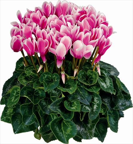 Photo de variété de fleurs à utiliser comme: Pot et Plante à massif Cyclamen persicum Fantasia Fuchsia