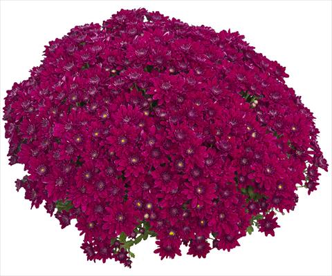 Photo de variété de fleurs à utiliser comme: Pot et Plante à massif Chrysanthemum Louna Pourpre 2013