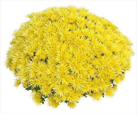 Photo de variété de fleurs à utiliser comme: Pot et Plante à massif Chrysanthemum Luxor Jaune 2013
