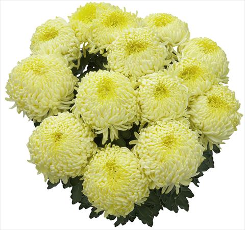 Photo de variété de fleurs à utiliser comme: Pot et Plante à massif Chrysanthemum Malibu Citron 2013