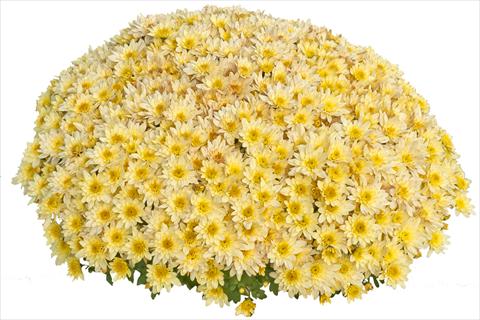 Photo de variété de fleurs à utiliser comme: Pot et Plante à massif Chrysanthemum Pasoa Vanille 2013