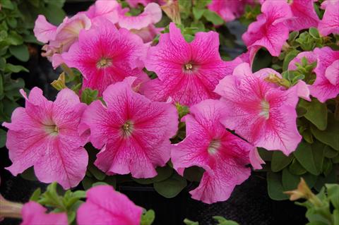 Photo de variété de fleurs à utiliser comme: Plante à massif, pot ou Suspension Petunia x hybrida Limbo rosa venata