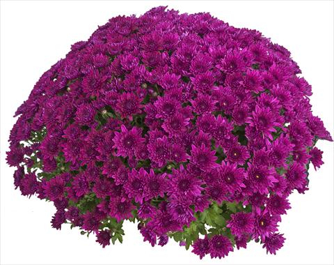 Photo de variété de fleurs à utiliser comme: Pot et Plante à massif Chrysanthemum Zelda Violet 2013