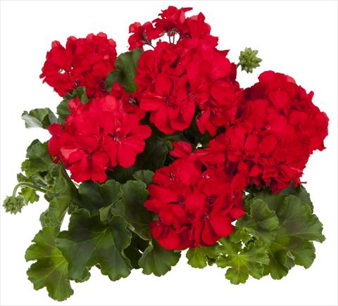 Photo de variété de fleurs à utiliser comme: Patio, pot Pelargonium interspecifico fides® Mambo