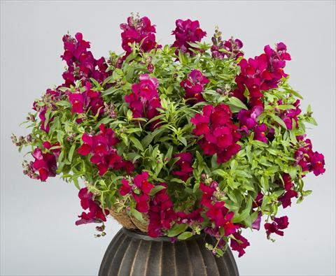 Photo de variété de fleurs à utiliser comme: Pot et Plante à massif Antirrhinum majus Candy Showers Deep Purple