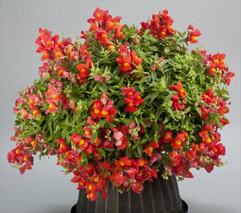 Photo de variété de fleurs à utiliser comme: Pot et Plante à massif Antirrhinum majus Candy Showers Orange