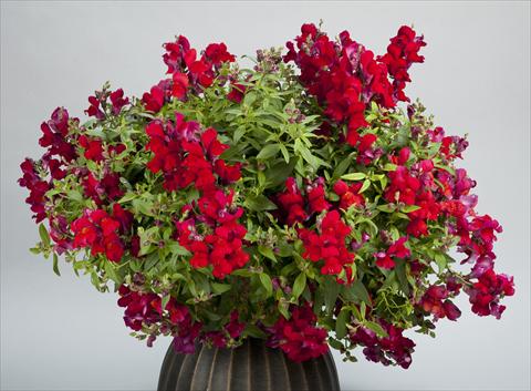 Photo de variété de fleurs à utiliser comme: Pot et Plante à massif Antirrhinum majus Candy Showers Red