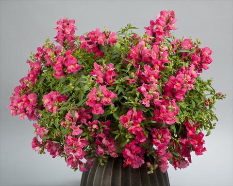 Photo de variété de fleurs à utiliser comme: Pot et Plante à massif Antirrhinum majus Candy Showers Rose