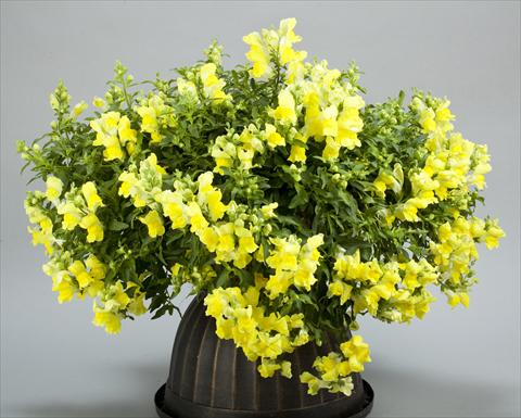 Photo de variété de fleurs à utiliser comme: Pot et Plante à massif Antirrhinum majus Candy Showers Yellow