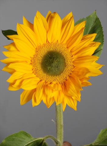 Photo de variété de fleurs à utiliser comme: Fleur coupée Helianthus annuus Vincent®s Fresh