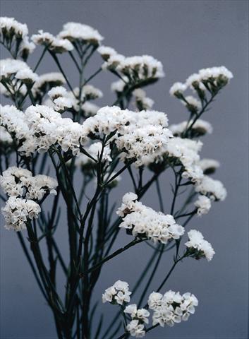 Photo de variété de fleurs à utiliser comme: Pot et Plante à massif Limonium sinuatum Qis Bianco