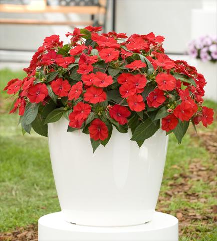 Photo de variété de fleurs à utiliser comme: Pot, Plante à massif, patio, Suspension Impatiens N. Guinea SunPatiens® Compact Red