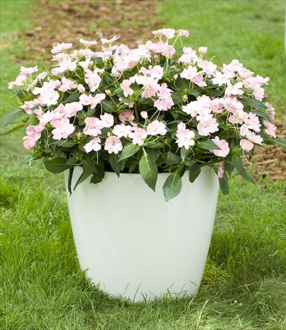 Photo de variété de fleurs à utiliser comme: Pot, Plante à massif, patio, Suspension Impatiens N. Guinea SunPatiens® Vigorous Blush Pink