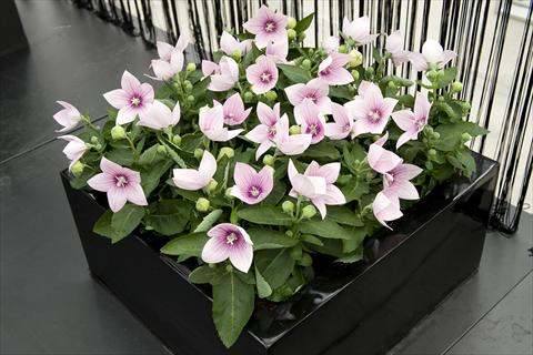 Photo de variété de fleurs à utiliser comme: Pot et Plante à massif Platycodon Astra Pink