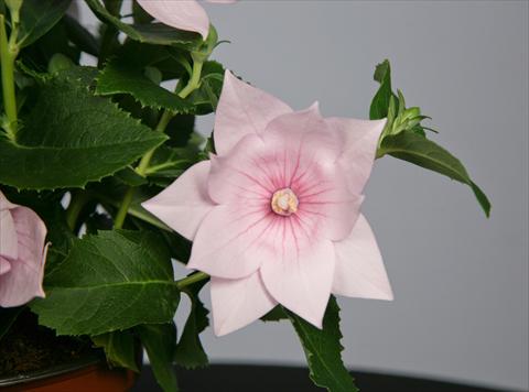 Photo de variété de fleurs à utiliser comme: Pot et Plante à massif Platycodon Astra Semi-Double Pink