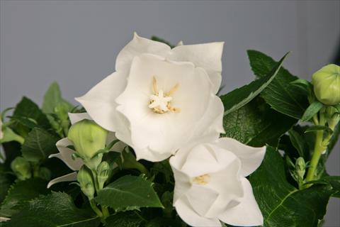 Photo de variété de fleurs à utiliser comme: Pot et Plante à massif Platycodon Astra Semi-Double White