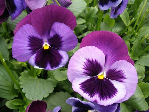 Photo de variété de fleurs à utiliser comme: Pot et Plante à massif Viola wittrockiana Dynamite Blue Jeans