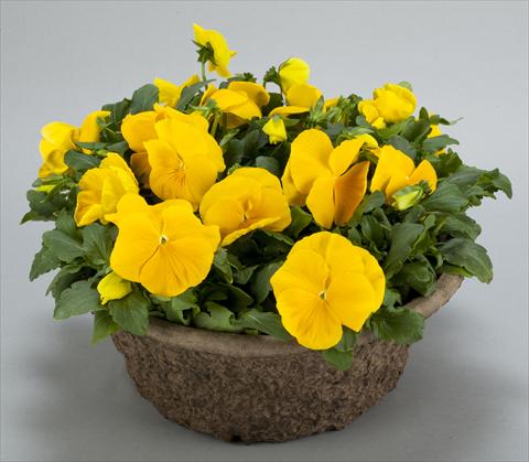Photo de variété de fleurs à utiliser comme: Pot et Plante à massif Viola wittrockiana Power Clear Yellow