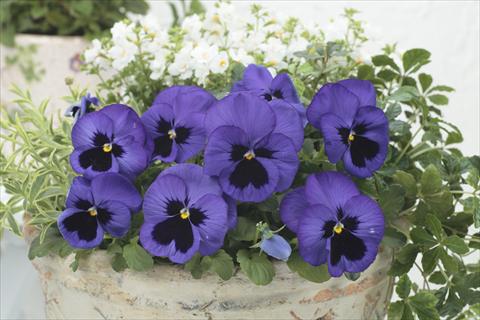 Photo de variété de fleurs à utiliser comme: Pot et Plante à massif Viola wittrockiana Premier Blue with Blotch