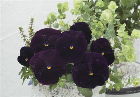 Photo de variété de fleurs à utiliser comme: Pot et Plante à massif Viola wittrockiana Premier Clear Purple