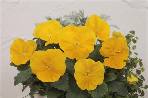 Photo de variété de fleurs à utiliser comme: Pot et Plante à massif Viola wittrockiana Premier Clear Yellow