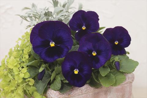 Photo de variété de fleurs à utiliser comme: Pot et Plante à massif Viola wittrockiana Premier Dark Blue with Blotch