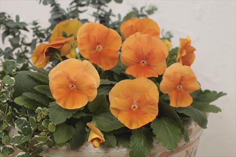 Photo de variété de fleurs à utiliser comme: Pot et Plante à massif Viola wittrockiana Premier Deep Orange