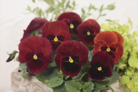Photo de variété de fleurs à utiliser comme: Pot et Plante à massif Viola wittrockiana Premier Red with Blotch