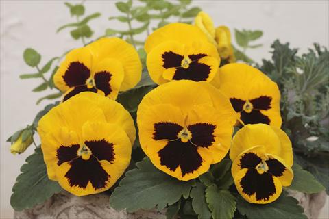 Photo de variété de fleurs à utiliser comme: Pot et Plante à massif Viola wittrockiana Premier Yellow with Blotch