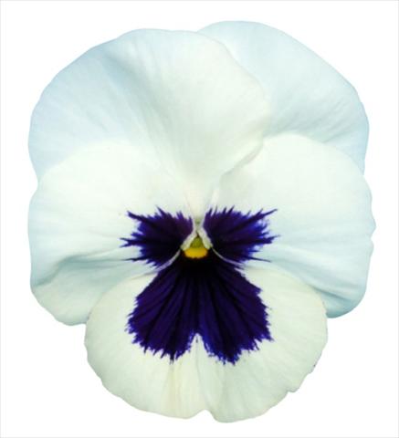 Photo de variété de fleurs à utiliser comme: Pot et Plante à massif Viola wittrockiana Premier White with Blotch