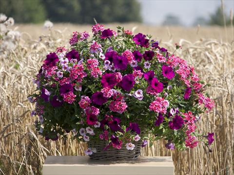 Photo de variété de fleurs à utiliser comme: Pot, Plante à massif, patio 3 Combo Trixi® Cherry Kiss