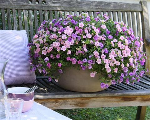Photo de variété de fleurs à utiliser comme: Pot, Plante à massif, patio 3 Combo Trixi® Pink Petticoat