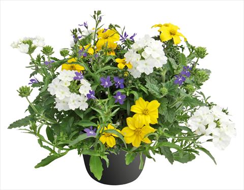 Photo de variété de fleurs à utiliser comme: Pot, Plante à massif, patio 3 Combo Trixi® Riverside