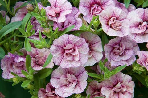Photo de variété de fleurs à utiliser comme: Pot, Plante à massif, patio, Suspension Calibrachoa MiniFamous® Double Pink Vein